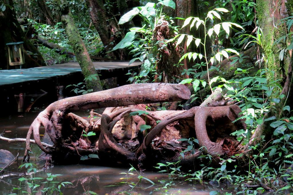 Hotel Casa Perico Rio Dulce Town Εξωτερικό φωτογραφία